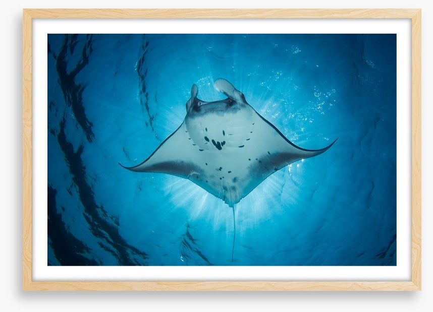 Under the Manta Ray