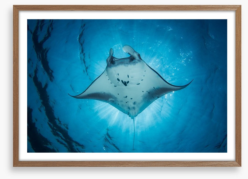 Under the Manta Ray