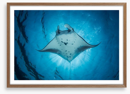 Under the Manta Ray