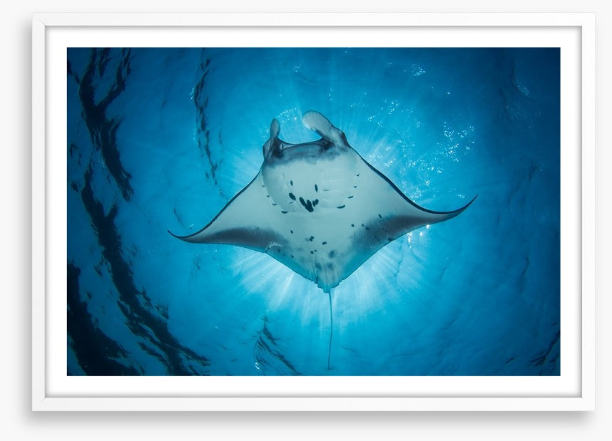 Under the Manta Ray