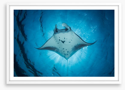 Under the Manta Ray