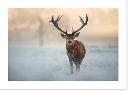Red deer in winter