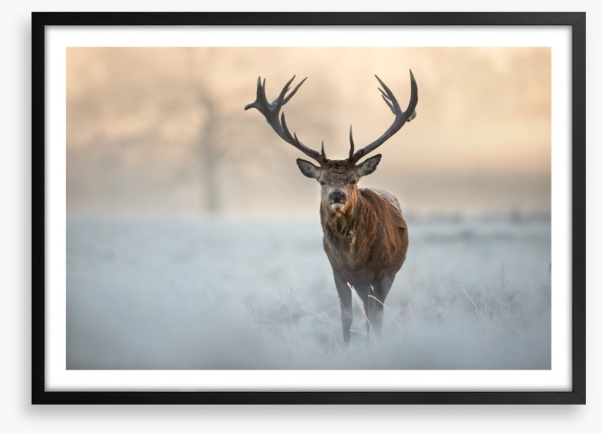 Red deer in winter