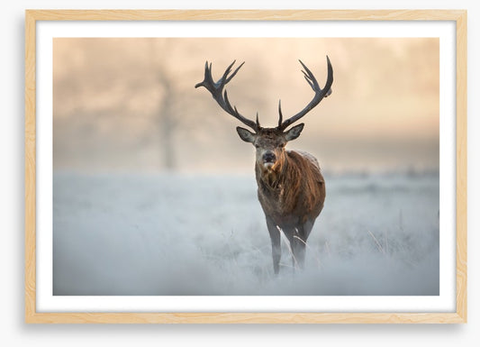 Red deer in winter