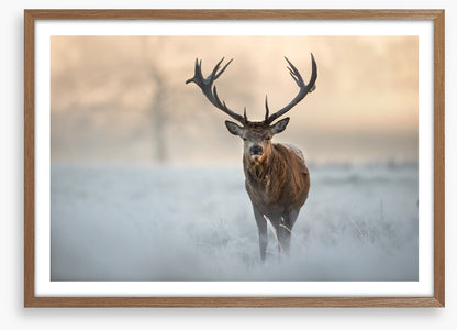 Red deer in winter