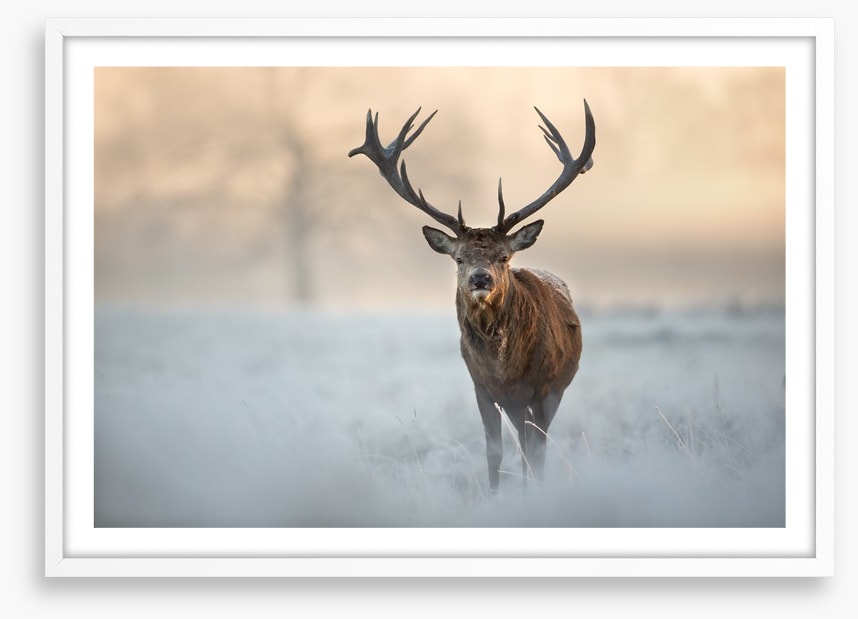 Red deer in winter