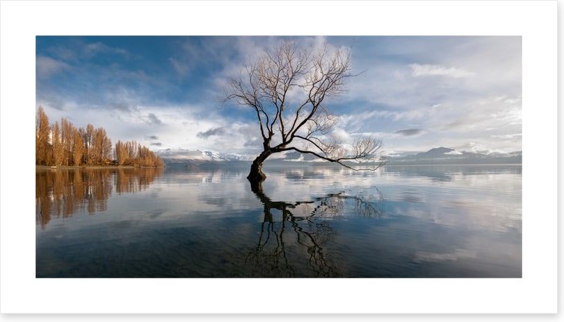 The lone tree, Lake Wanaka