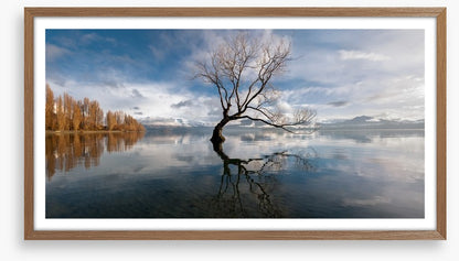 The lone tree, Lake Wanaka