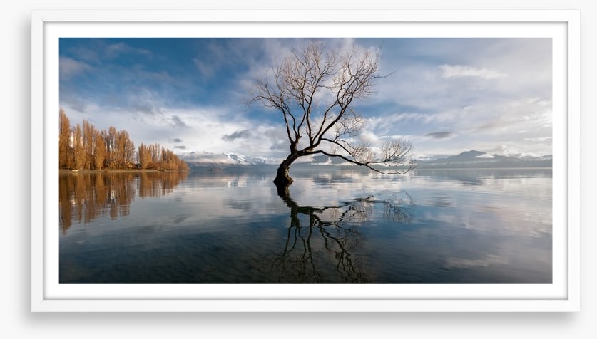 The lone tree, Lake Wanaka
