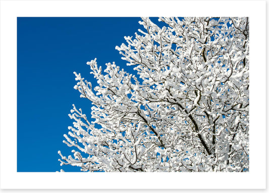 Snow tree sky