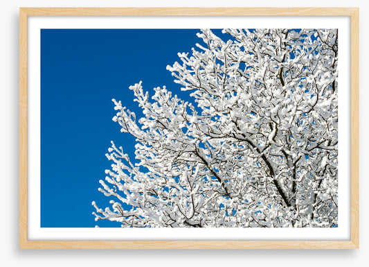 Snow tree sky