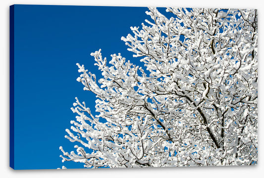 Snow tree sky