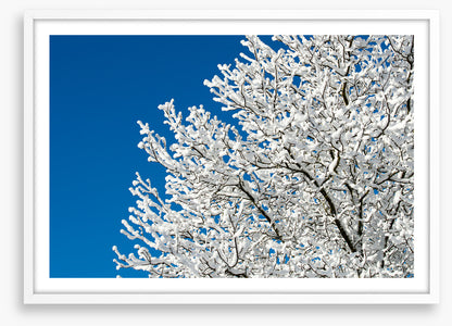 Snow tree sky