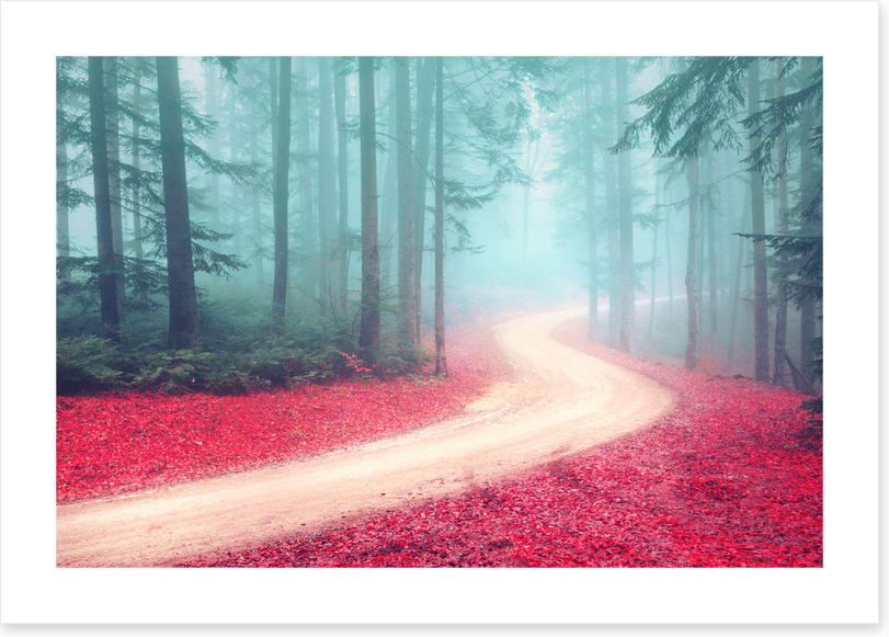 Forests