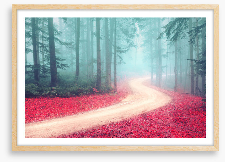 Forests