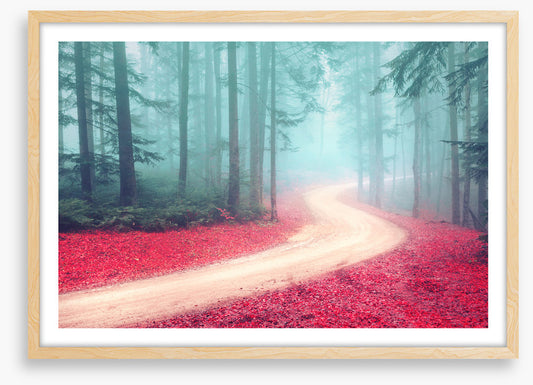 Forests