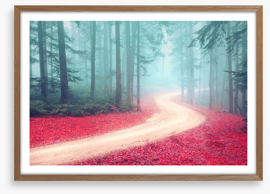 Forests