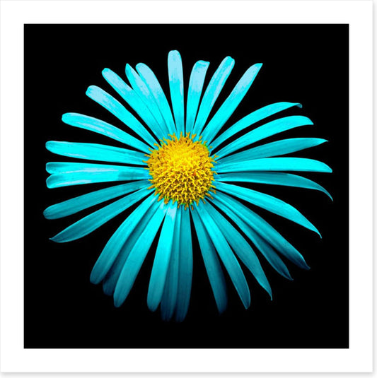 Turquoise aster