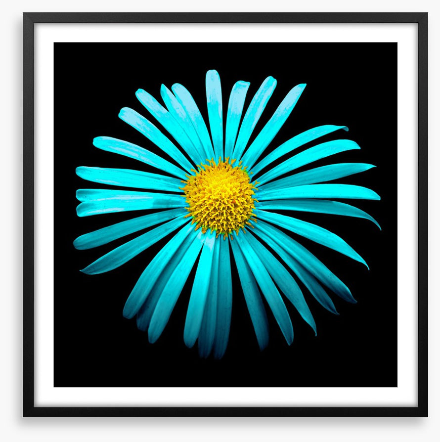 Turquoise aster