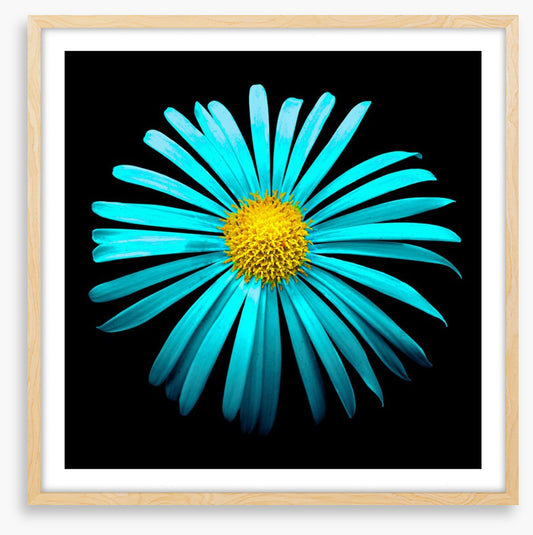 Turquoise aster