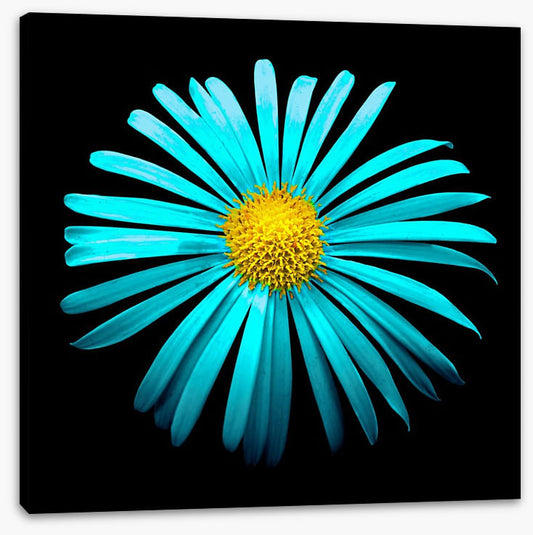 Turquoise aster