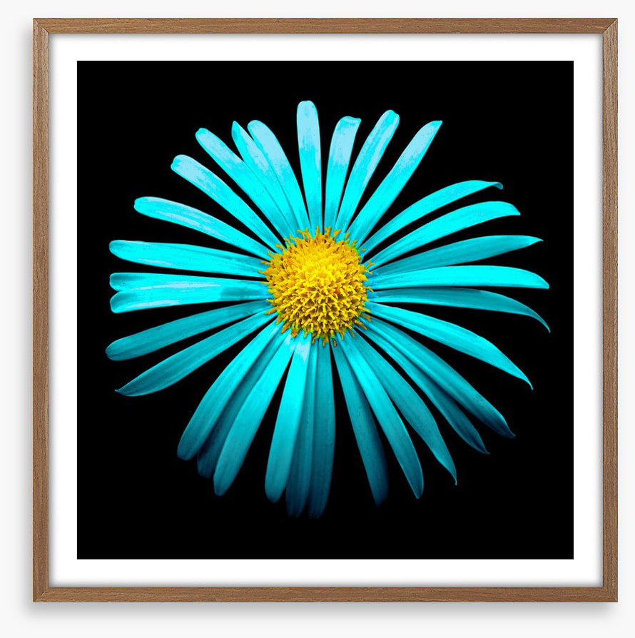 Turquoise aster