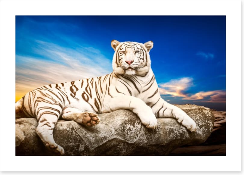 Majestic white tiger
