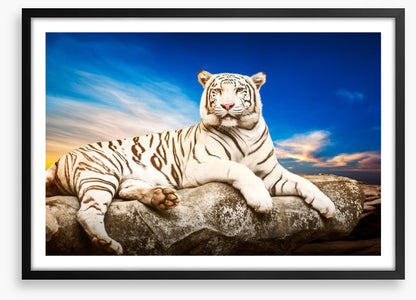 Majestic white tiger