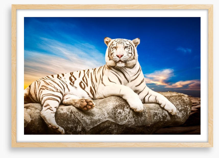 Majestic white tiger