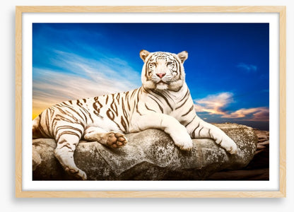 Majestic white tiger