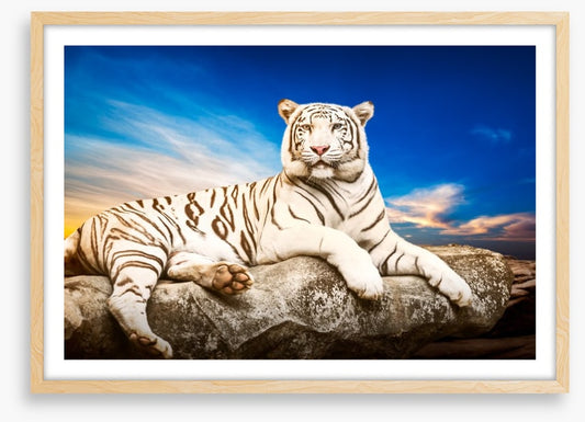 Majestic white tiger