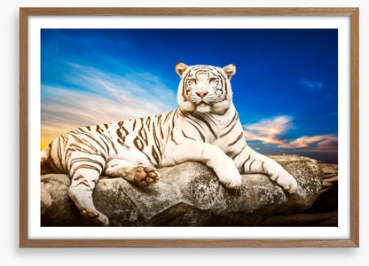 Majestic white tiger