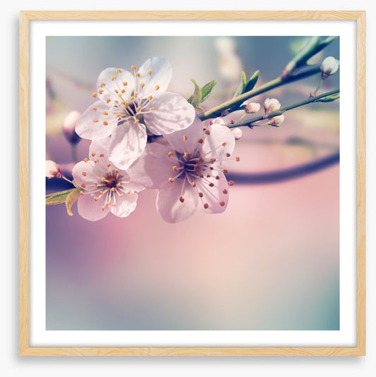 Spring