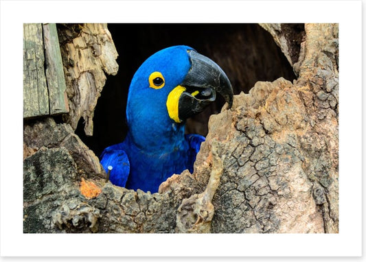 Hyacinth macaw hello