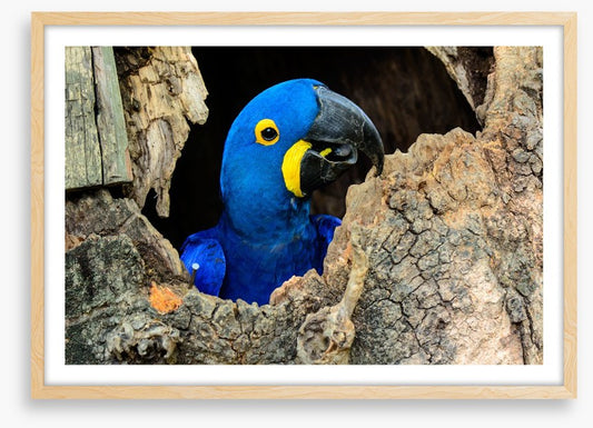 Hyacinth macaw hello