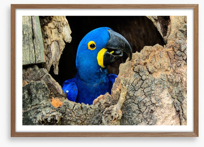 Hyacinth macaw hello