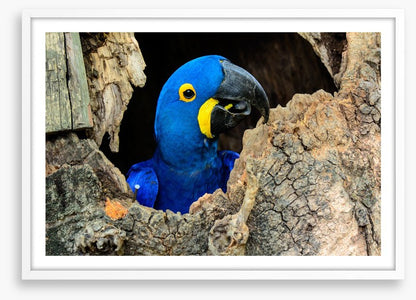 Hyacinth macaw hello