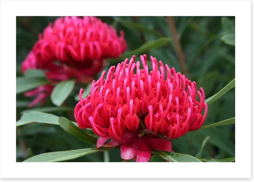 Vibrant pink waratah