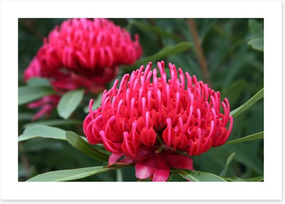 Vibrant pink waratah