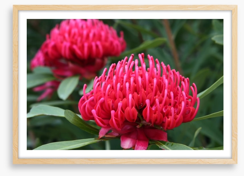 Vibrant pink waratah