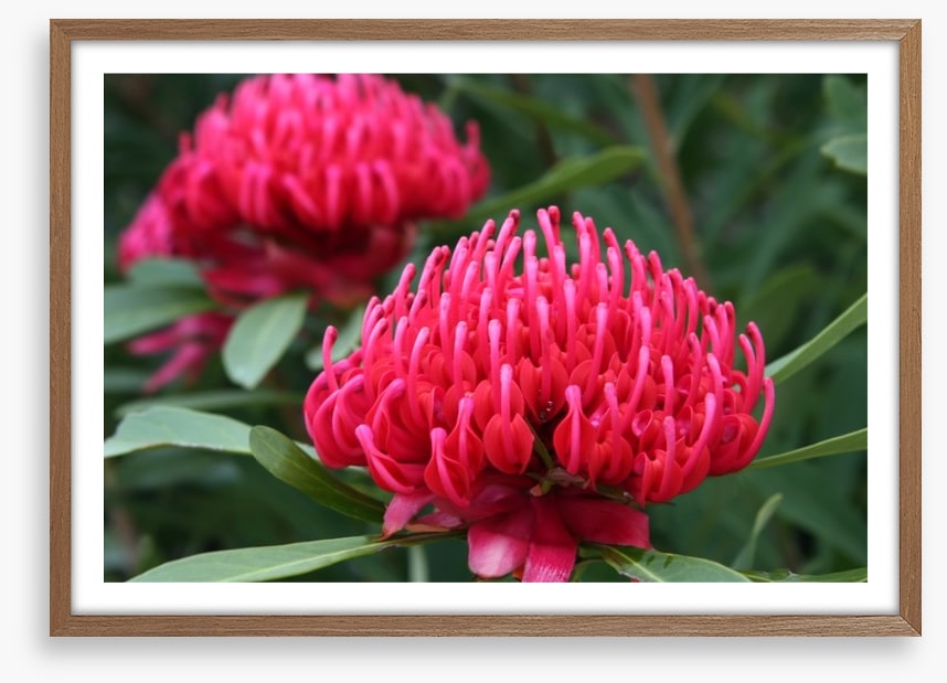 Vibrant pink waratah