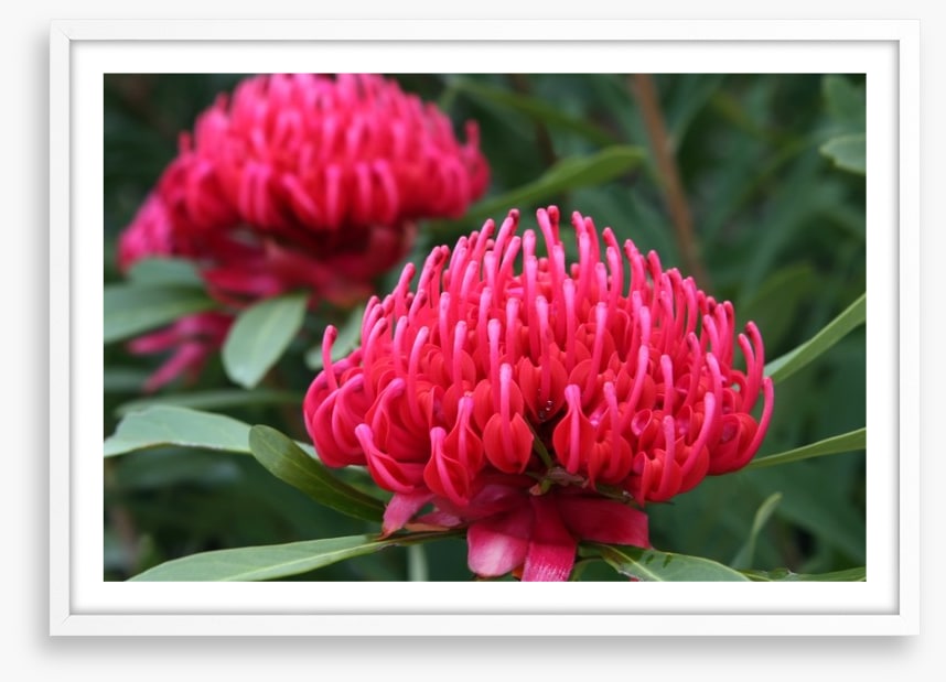 Vibrant pink waratah