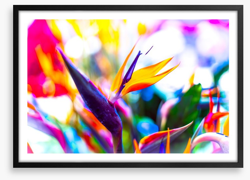 Vibrant bird of paradise