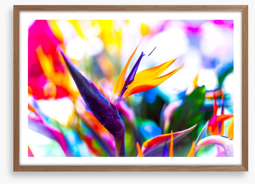 Vibrant bird of paradise