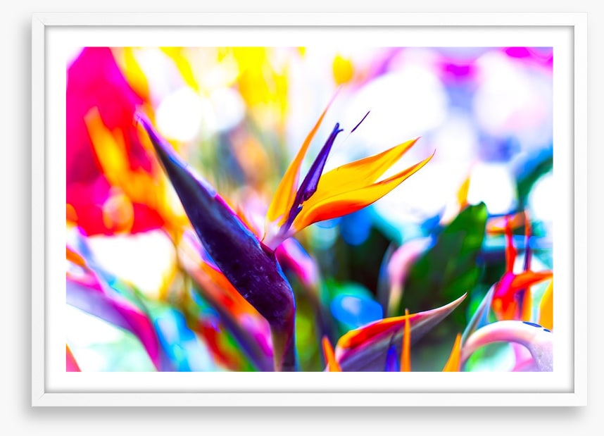 Vibrant bird of paradise