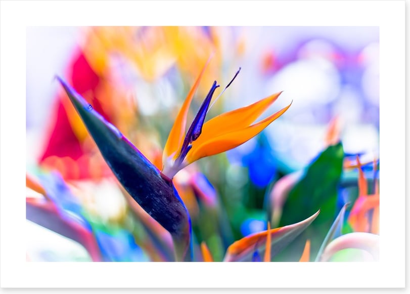 Bird of paradise