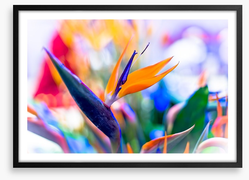 Bird of paradise