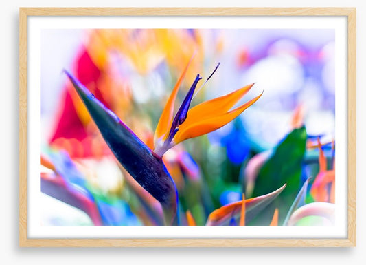 Bird of paradise