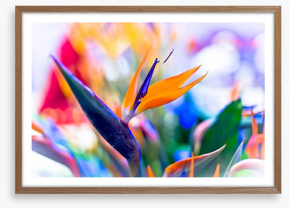 Bird of paradise