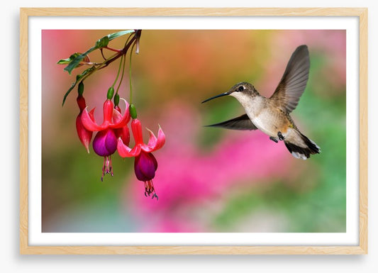 Birds